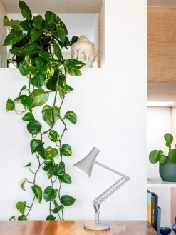 Anglepoise 90 Mini Mini skrivbordslampa, kexbeige