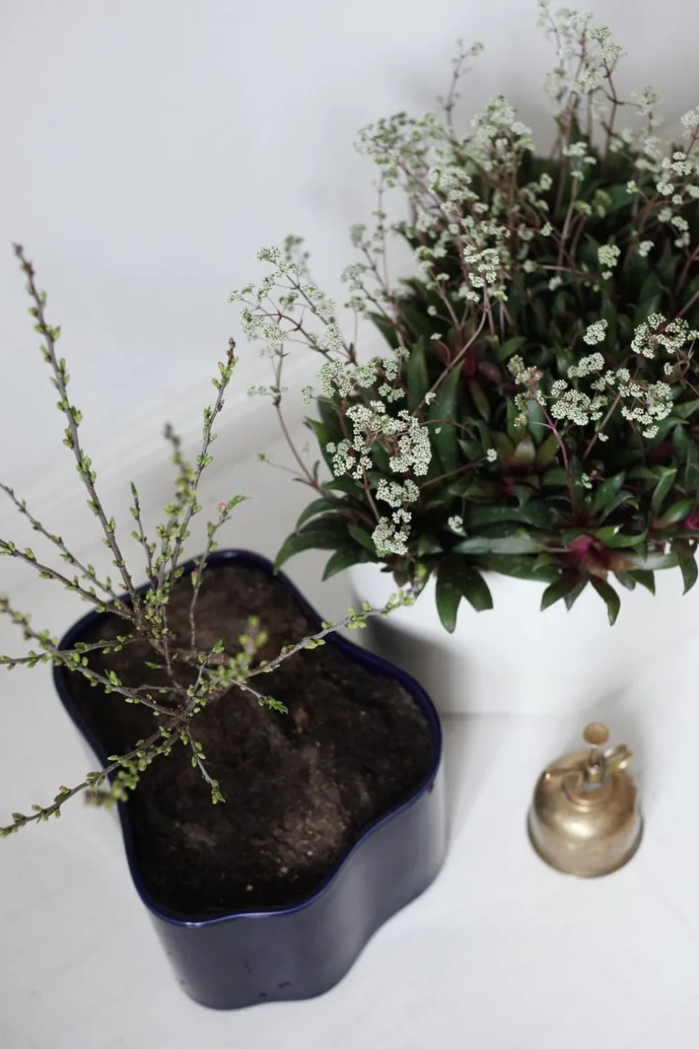 Artek Riihitie blomkruka A, stor, vitglansig