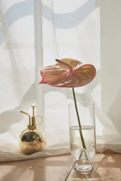 AYTM Glacies vas, M, klar