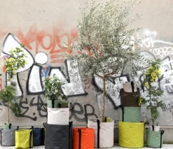 Bacsac Batyline kruka, asfalt