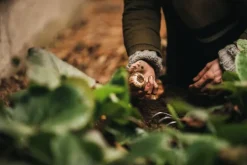 Fiskars Xact handräfsa