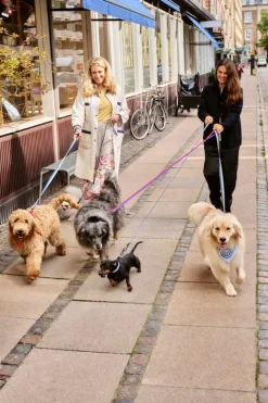 HAY HAY Dogs halsband, platt, S–M, röd - blå