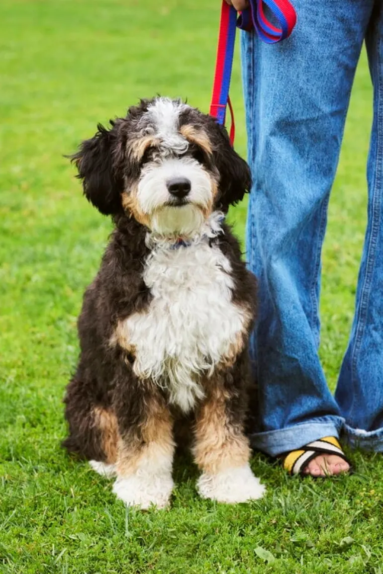 HAY HAY Dogs halsband, platt, M–L, röd - blå