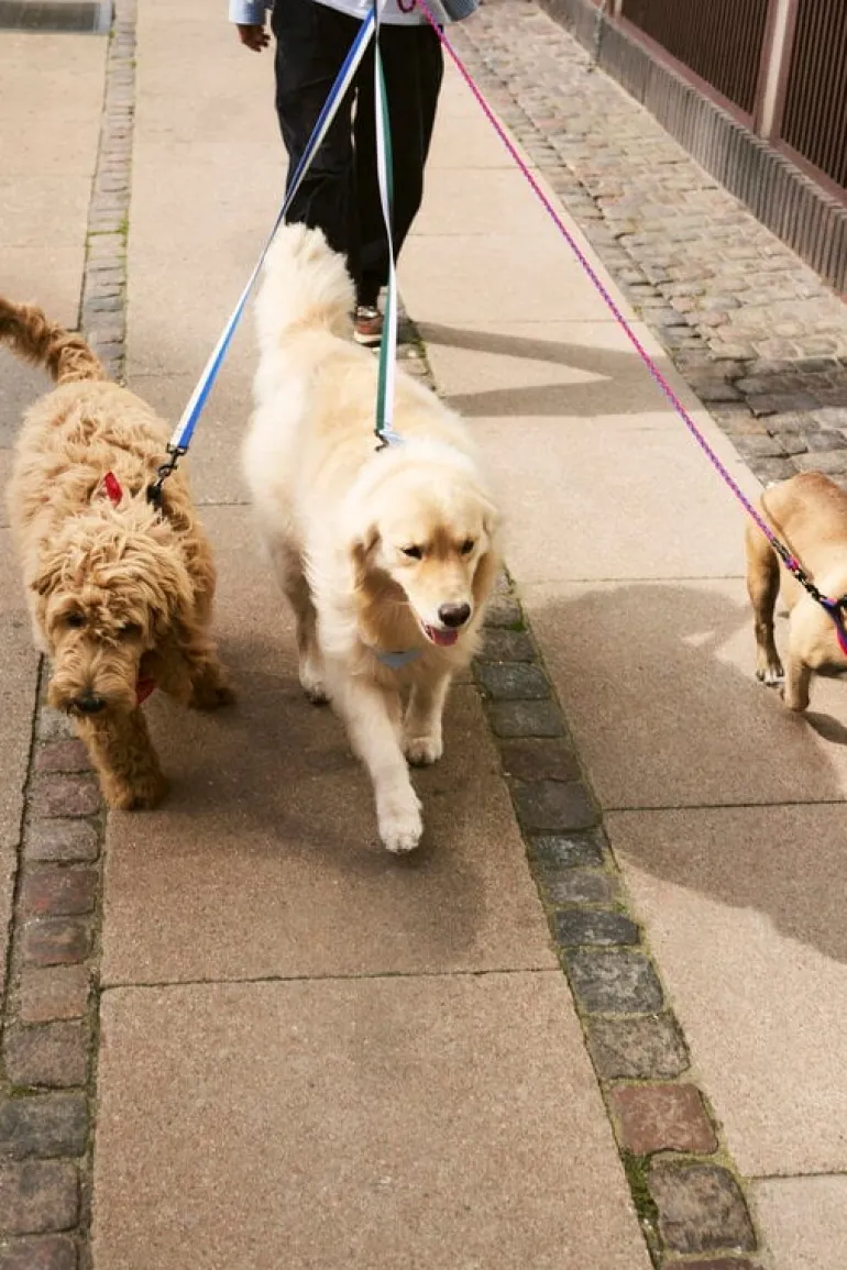 HAY HAY Dogs halsband, platt, M–L, röd - blå