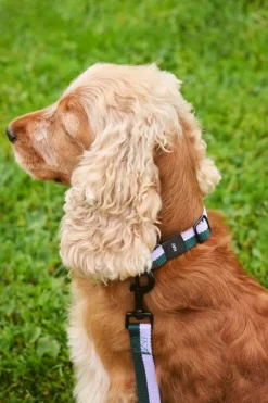 HAY HAY Dogs halsband, platt, M–L, lavendel - grön