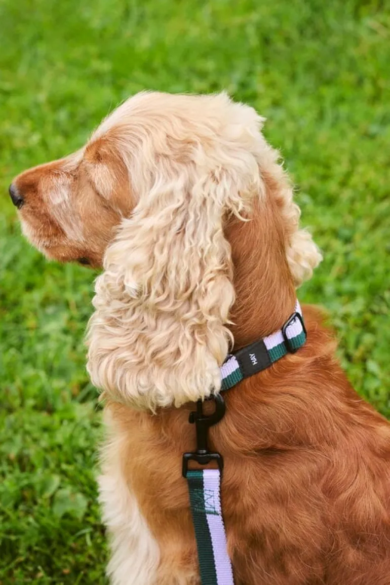 HAY HAY Dogs halsband, platt, M–L, lavendel - grön