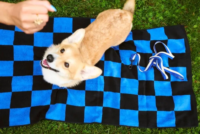 HAY HAY Dogs koppel, platt, M–L, blå - naturvit