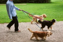 HAY HAY Dogs koppel, platt, M–L, blå - naturvit