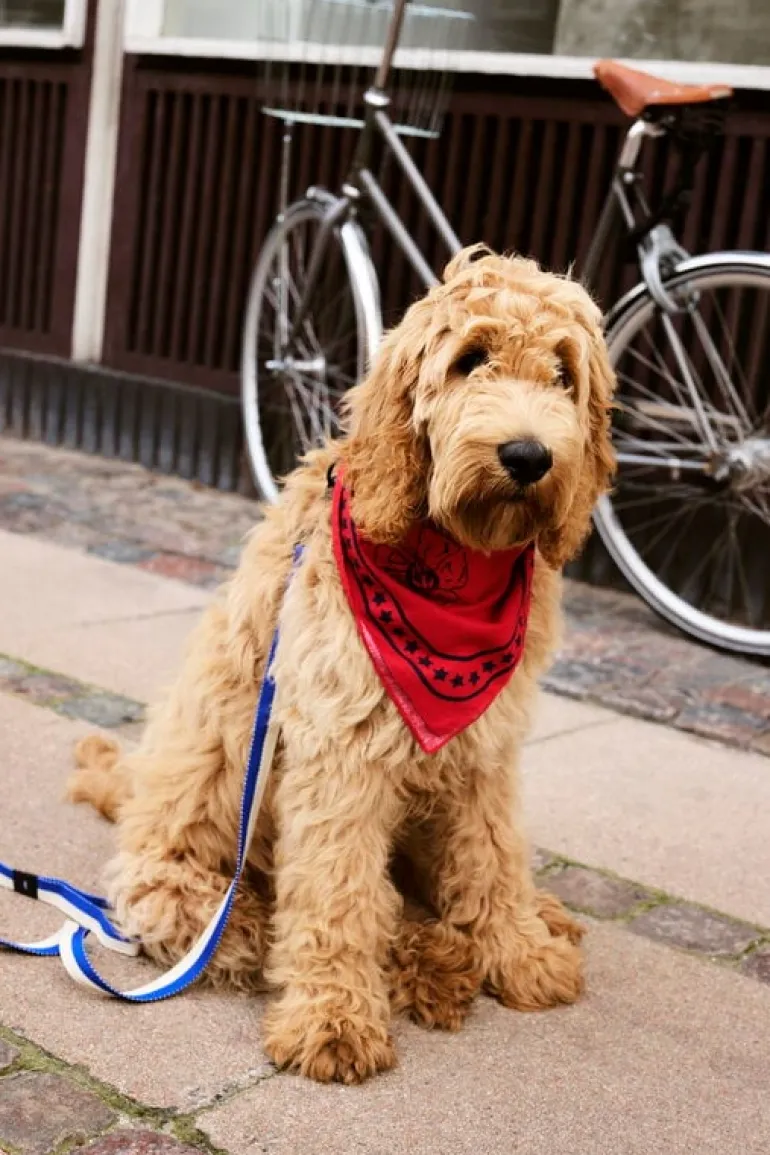 HAY HAY Dogs koppel, platt, M–L, blå - naturvit