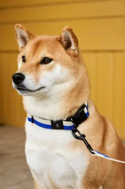 HAY HAY Dogs koppel, platt, M–L, blå - naturvit