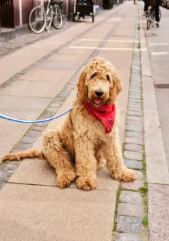 HAY HAY Dogs koppel, platt, M–L, blå - naturvit