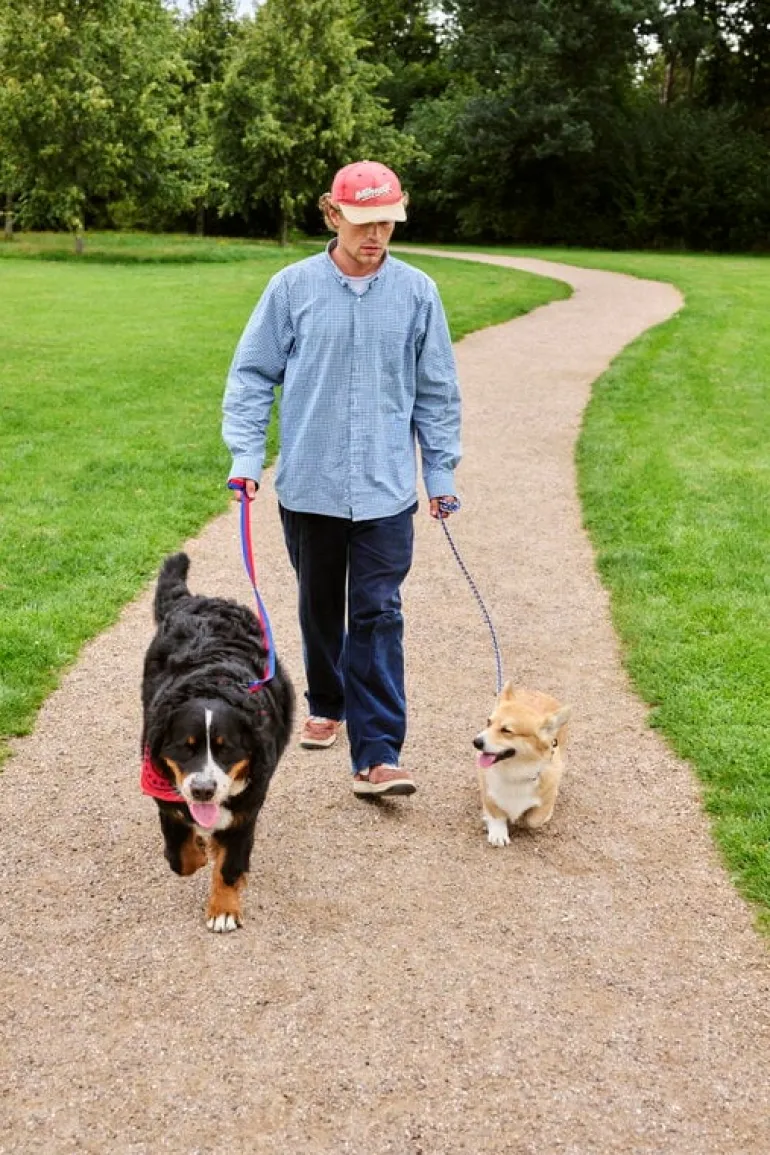 HAY HAY Dogs koppel, tvinnat, lavendel - grön