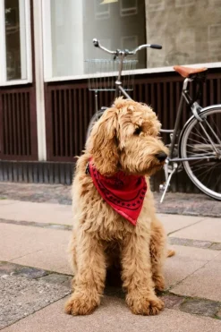 HAY HAY Dogs scarf, 55 x 55 cm, röd