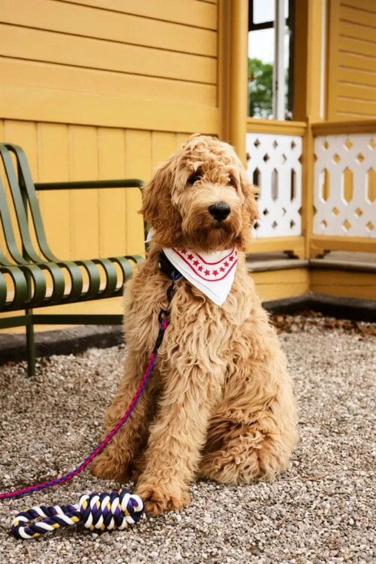 HAY HAY Dogs scarf, 55 x 55 cm, naturvit