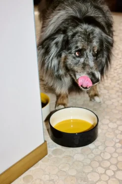 HAY HAY Dogs skål, L, blå - gul