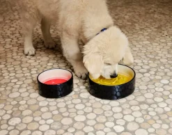 HAY HAY Dogs skål, L, gul - blå