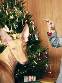 Iittala Miniglasfågel, 3 st, blandade färger