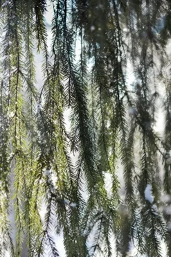 Kehrer Verlag Anni Hanén: Bara små hicka