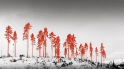 Kehrer Verlag Jaakko Kahilaniemi: 100 Hektar av Förståelse