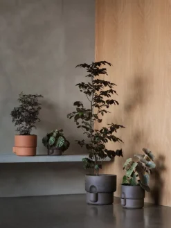 Northern Oasis blomkruka, medium, terrakotta