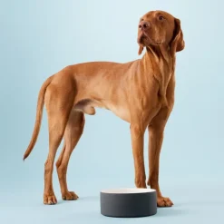 PAIKKA Cool skål, L, svart