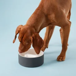 PAIKKA Slow Feed skål, L, svart