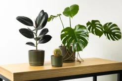 Vaidava Ceramics Moss blomkruka med fat, XL, mossgrön