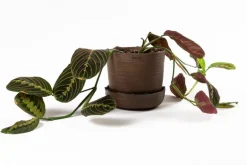 Vaidava Ceramics Soil kruka med fat, L, brun