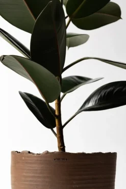 Vaidava Ceramics Soil kruka med fat, XL, brun