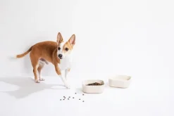 Venandi Design Pet Bowl, kolsvart